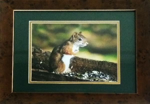 Squirrel